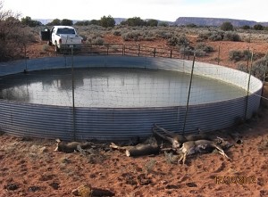 Pauns Water Project Dead Deer