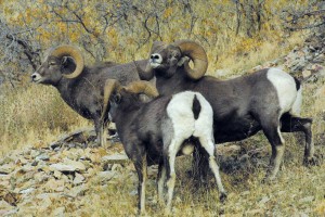 Rocky Rams