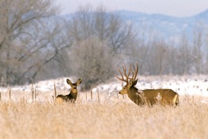 SFW Muley Buck with Doe