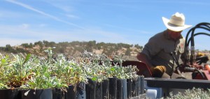 Sagebrush Seedlings Beef Basin